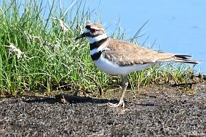 037 Killdeer, 2023-05068750 Parker River NWR, MA